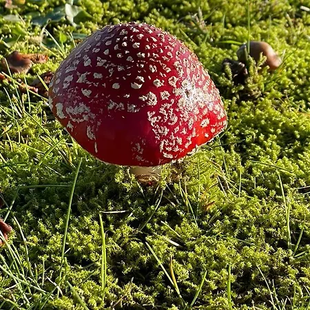 Trekvogels Utkiek Dornum