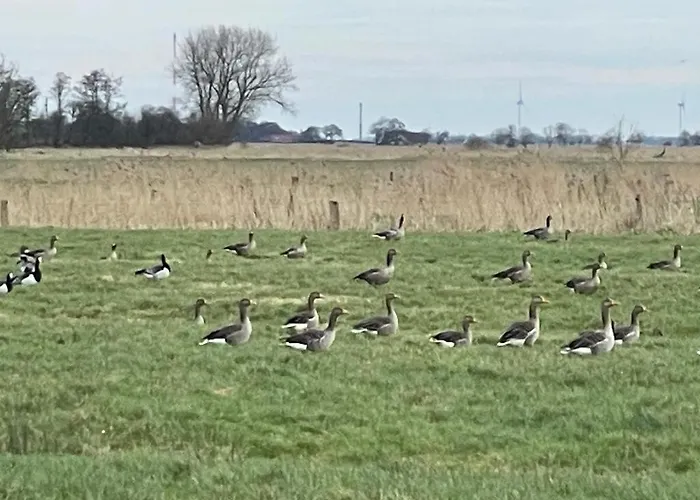 公寓 Trekvogels Utkiek *